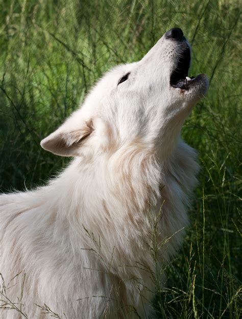 Filehowling White Wolf Wikimedia Commons