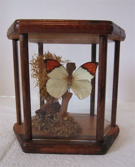 Vintage Butterfly Terrarium Wood Glass Panel Display Case Real
