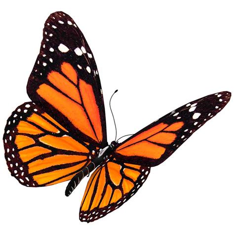 Mariposa Monarca Información Y Características