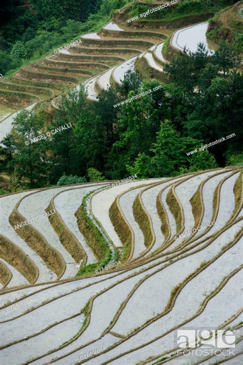 Terraced Rice Fields Guilin Longsheng Guangxi Province China Stock