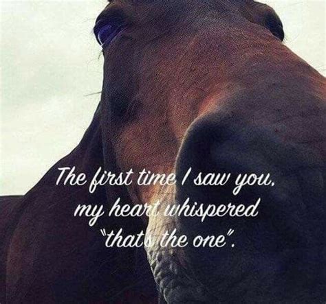 When I First Met My Horse He Put His Face In Mine And I