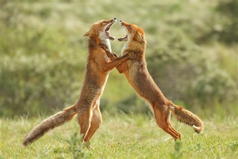 Fox Trot Fighting Red Foxes Photograph By Roeselien Raimond Fine