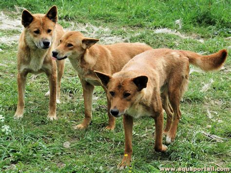 Canis Lupus Dingo Dingo