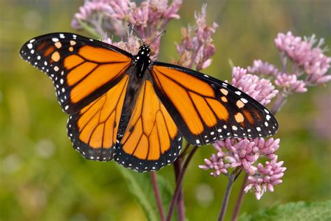 A Cross Border Collaboration To Protect Monarch Butterfly Habitat