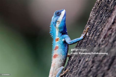 Blue Crested Lizard Calotes Mystaceus Reptiles Of Thailand On The Tree