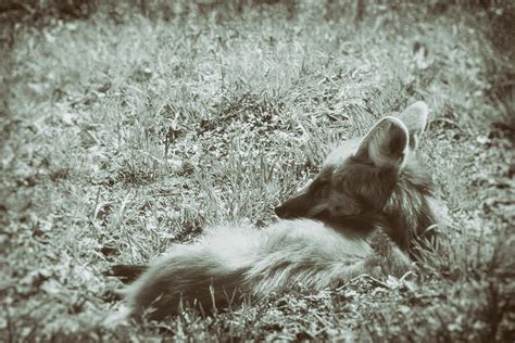 At Rest Photograph By Karol Livote Fine Art America