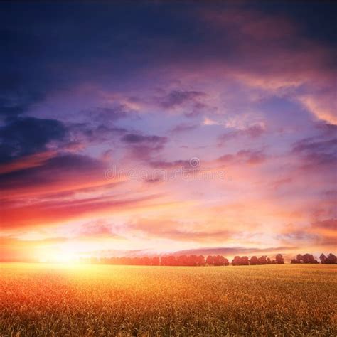 7095 Sunset Over Wheat Field Stock Photos Free And Royalty Free Stock