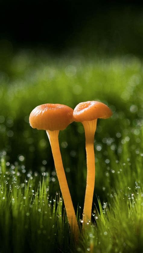 Iphone 5 Wallpapers Hd Two Small Mushrooms Backgrounds Iphone 5