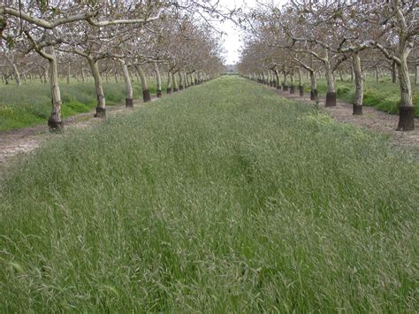 Cover Crops In Walnut Orchards West Coast Nut