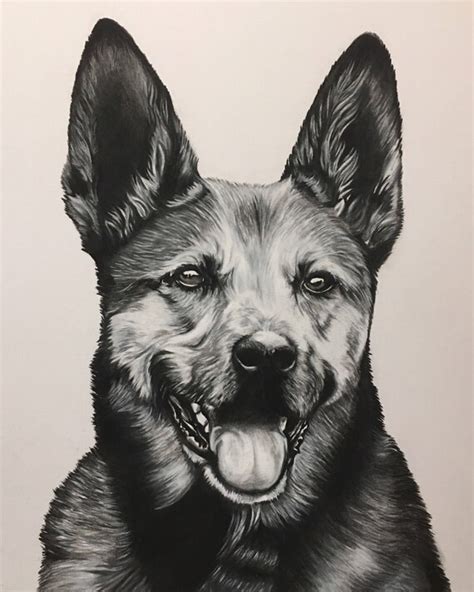 23 German Shepherd Realistic Dog Drawing L2sanpiero