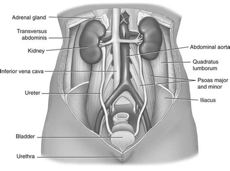 Genitourinary System Musculoskeletal Key
