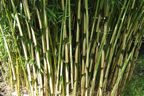 Fargesia Robusta Bamboo Plants Hq