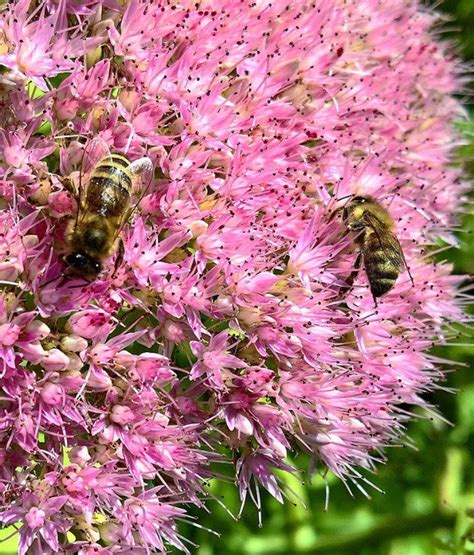 Top 10 Plants For Your Garden To Help Save The Bees Plants To Attract