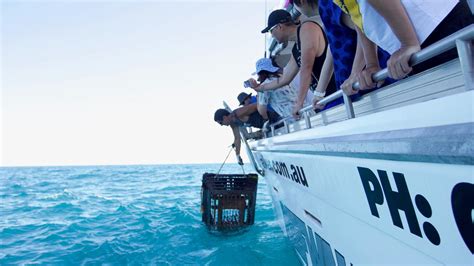 Kalbarri Crayfish Catch And Keep Tour Reefwalker Ocean Discovery