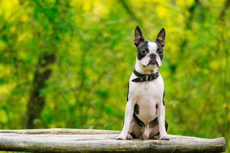 5 Best Boston Terrier Breeders In Ontario
