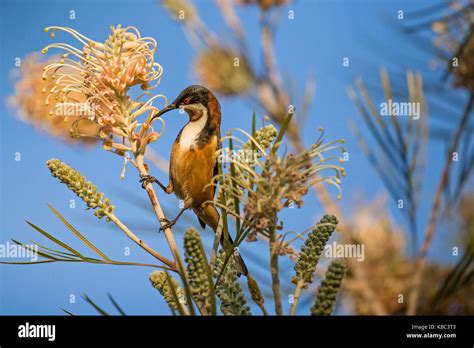 Exotic Bird Eastern Spinebill Honeyeater Feeding On Grevillea Nectar