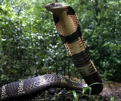Top 10 Longest Snakes In The World 2023