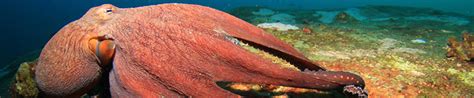 Wildlife Fact Sheets Giant Pacific Octopus Ocean Conservancy