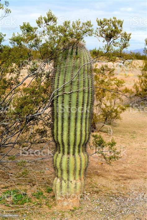 Young Saguaro Cactus Sonora Desert Arizona Stock Photo Download Image