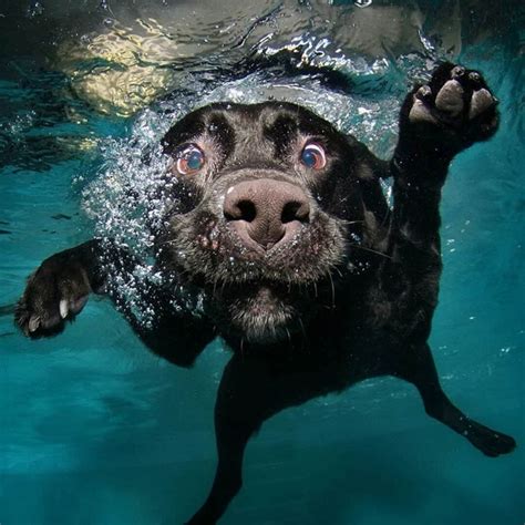 Cant Stop Laughing At These Dogs Underwater Meme Guy