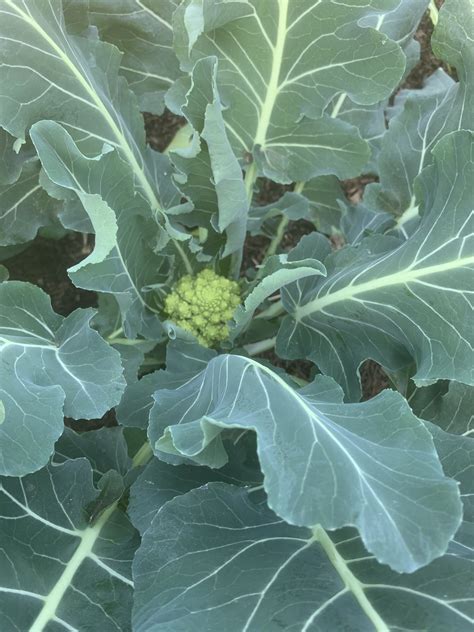 Broccoli 2019 In 2020 Plant Leaves Plants Garden
