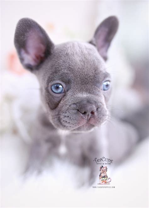 It is a vital requirement for them to be to be more specific, the cost of a lilac french puppy can start from $20,000 and above. Lilac Frenchie Puppies For Sale | Teacup Puppies & Boutique