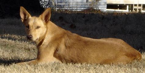 Download Coat Colors of the Working Australian Kelpie