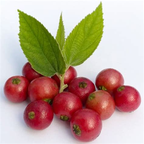 Strawberry Tree Jamaican Cherry Muntingia Calabura For Sale At Logees