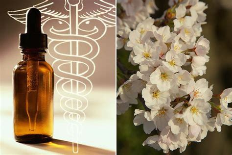 Flower Essence Therapy Nature Remedies