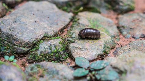 8 Facts About The Fascinating Roly Poly