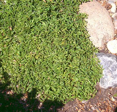 Oregano forms a walkable ground cover in areas that don't get heavy traffic, such as in minor pathways and under fruit trees where pruning and harvesting only occur a few times per year. Origanum cv. Mounding Marjoram