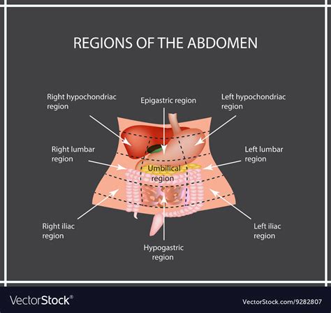 Abdominal Region The Liver Gallbladder Pancreas Vector Image