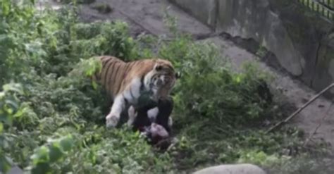 Zookeeper Attacked By Tiger At Russian Zoo Rare