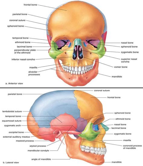 Medical And Health Science Anatomy Of Skull