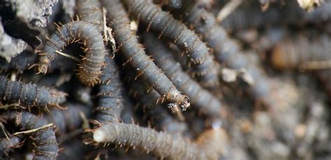 A Rhodensis Curious Worm With Three Sexes Worms Scientist Sex