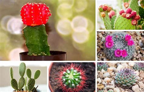 23 Of My Favorite Indoor Cactus Plants And Types Photos Home