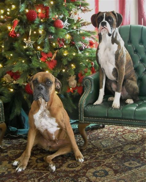 Holiday Boxers Love It I Need To Do This As A Christmas Card