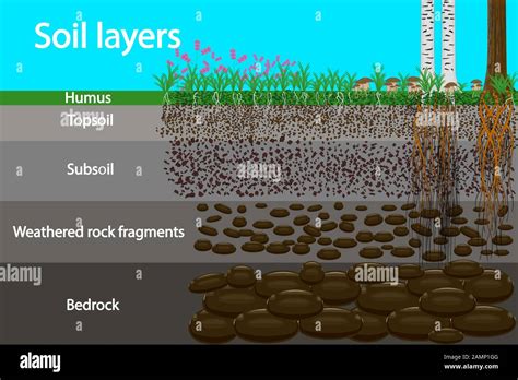Diagram For Layer Of Soil Soil Layer Scheme With Plant Earth Texture
