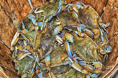 Baltimore Crabs Photograph By Paulette Thomas Fine Art America