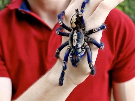 Děsiví Pavouci Setkání S Nimi By Arachnofobik Nepřežil