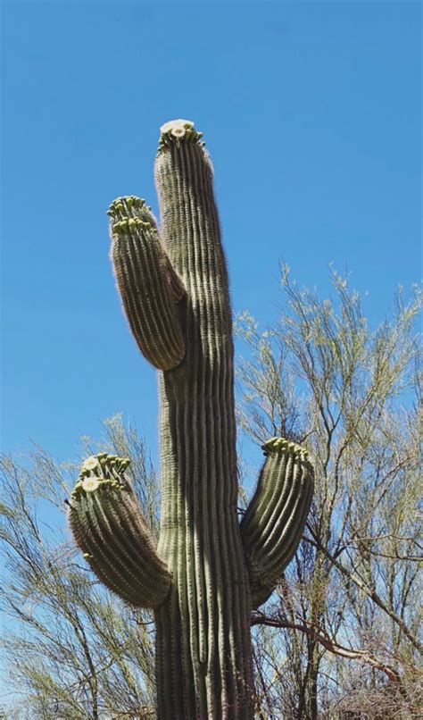 Cactus can live 30 years and longer. How Long Can a Cactus Live Without Water? | Succulents ...