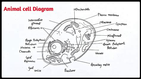 How To Draw Animal Cell Diagram Easy Animal Cell Drawing Step By