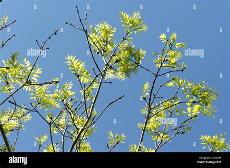 Green Ash Tree Uk High Resolution Stock Photography And Images Alamy
