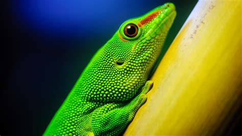 We hope you enjoy our growing collection of hd images to use as a background or home screen for your smartphone or computer. Little Green Lizard 4K Ultra HD Desktop Wallpaper