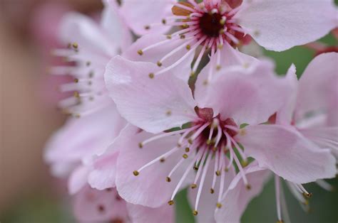 Free Photo Japanese Cherry Blossom Spring Free Image On Pixabay