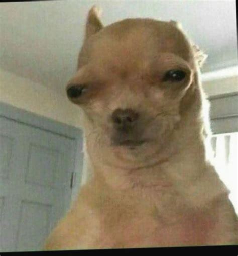 Reaction Dog Face Meme In 2020 With Images Funny Memes