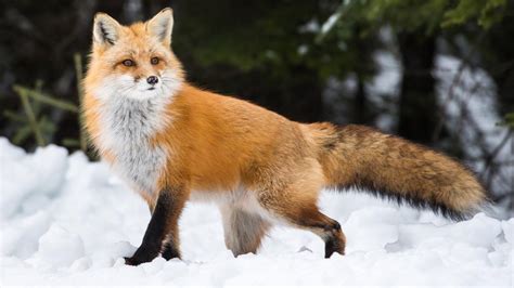 Fox Habitat Species And Facts What Are The Interesting Facts About Foxes