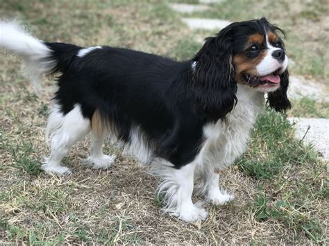 Blue Tricolor Cavalier King Cavalier King Spaniel Cavalier King