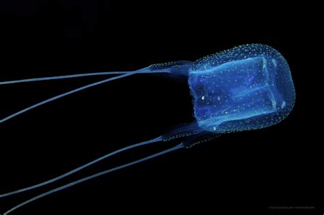 Mediterranean Box Jellyfish In 2021 Jellyfish Deadly Animals Ocean
