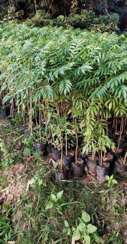Green Hog Plum Plant Inr 35inr 45 Piece By Aa Plantling From Kolkata